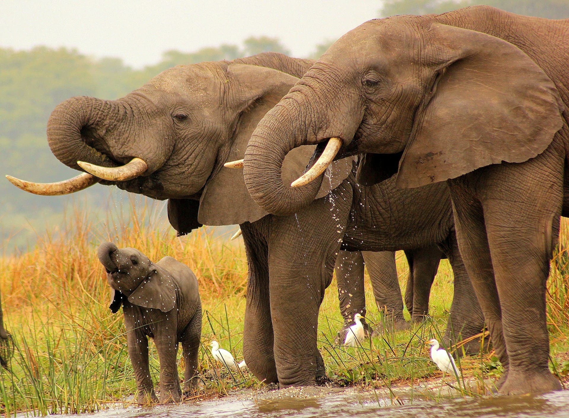 safaris a medida los 5 grandes